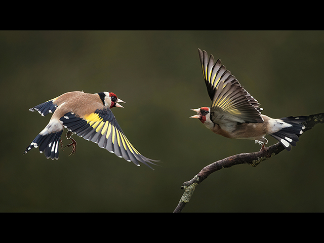 Goldfinch-dispute.jpg